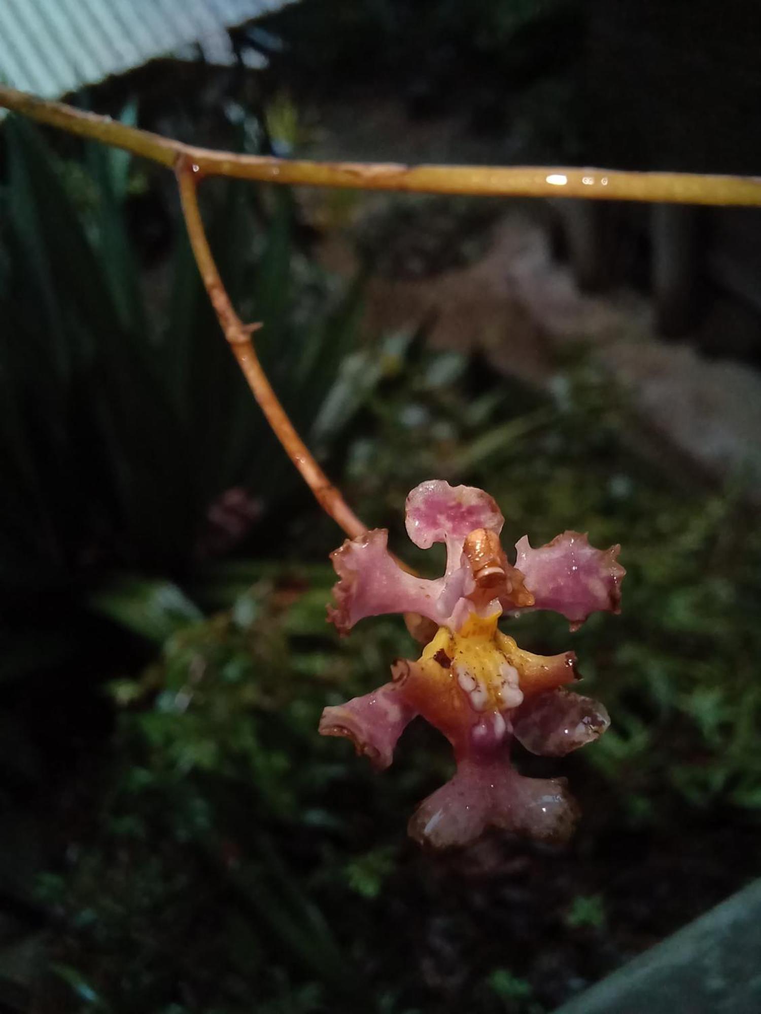 Paraiso Verde Chijou Eksteriør bilde