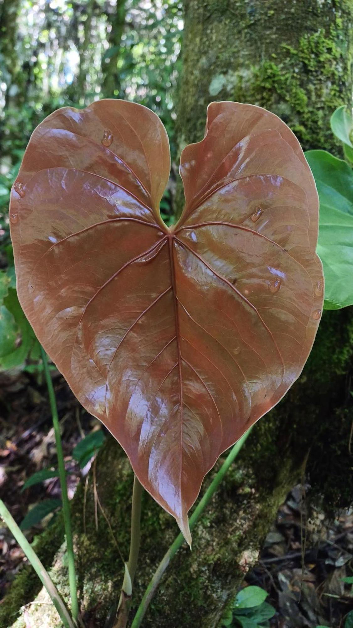 Paraiso Verde Chijou Eksteriør bilde