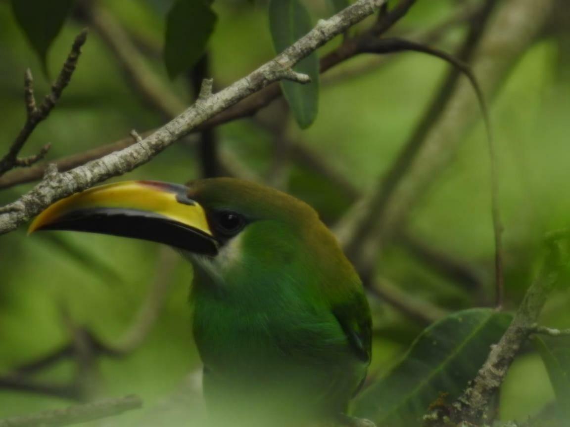 Paraiso Verde Chijou Eksteriør bilde